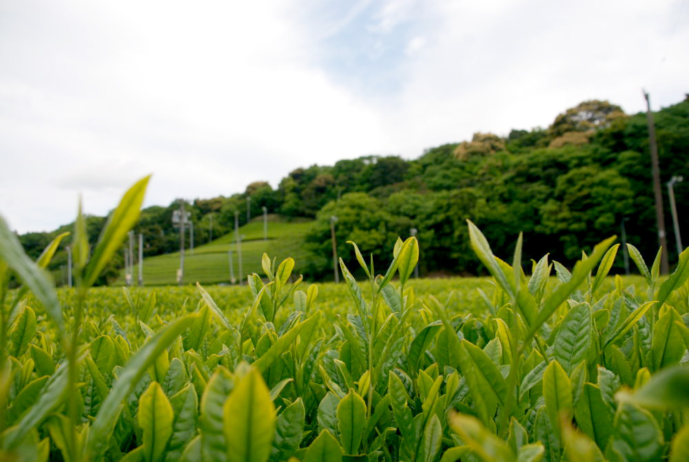 日本茶カフェ,茶畑